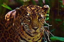 Ambergris Caye Belize Travel Tips and Advice From Experts